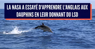 dauphin