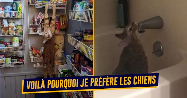 UNE-CHATS-DEBILES