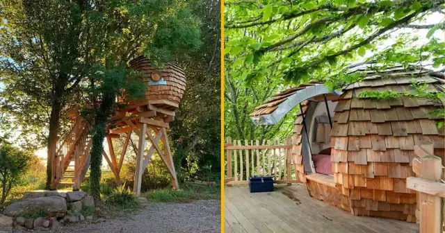 airbnb-bretagne-nid-arbres