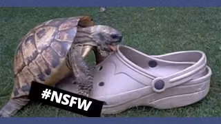 miniature-youtube-animaux-baise-objets