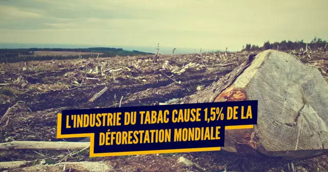 une_effets-tabacs-environnement