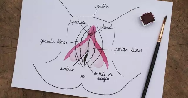 dessin-anatomique-vulve