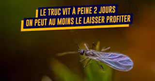 une-top-raisons-aimer-moustiques