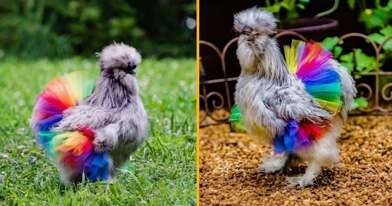 tutu-danse-arc-en-ciel-poules