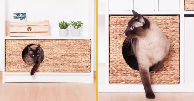 panier-osier-pour-chat-etagere-ikea-billy