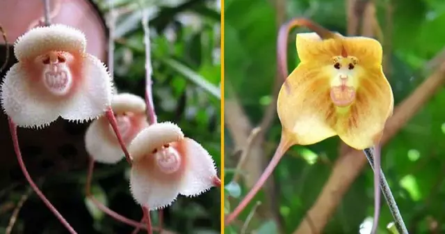 graines-orchidees-tetes-singes